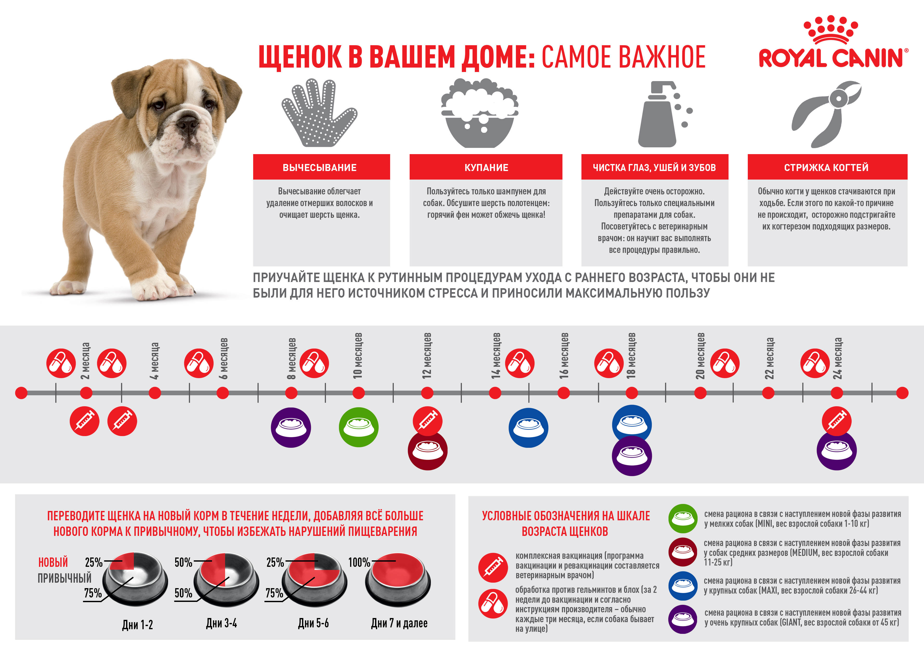 Памятка: Щенок в вашем доме