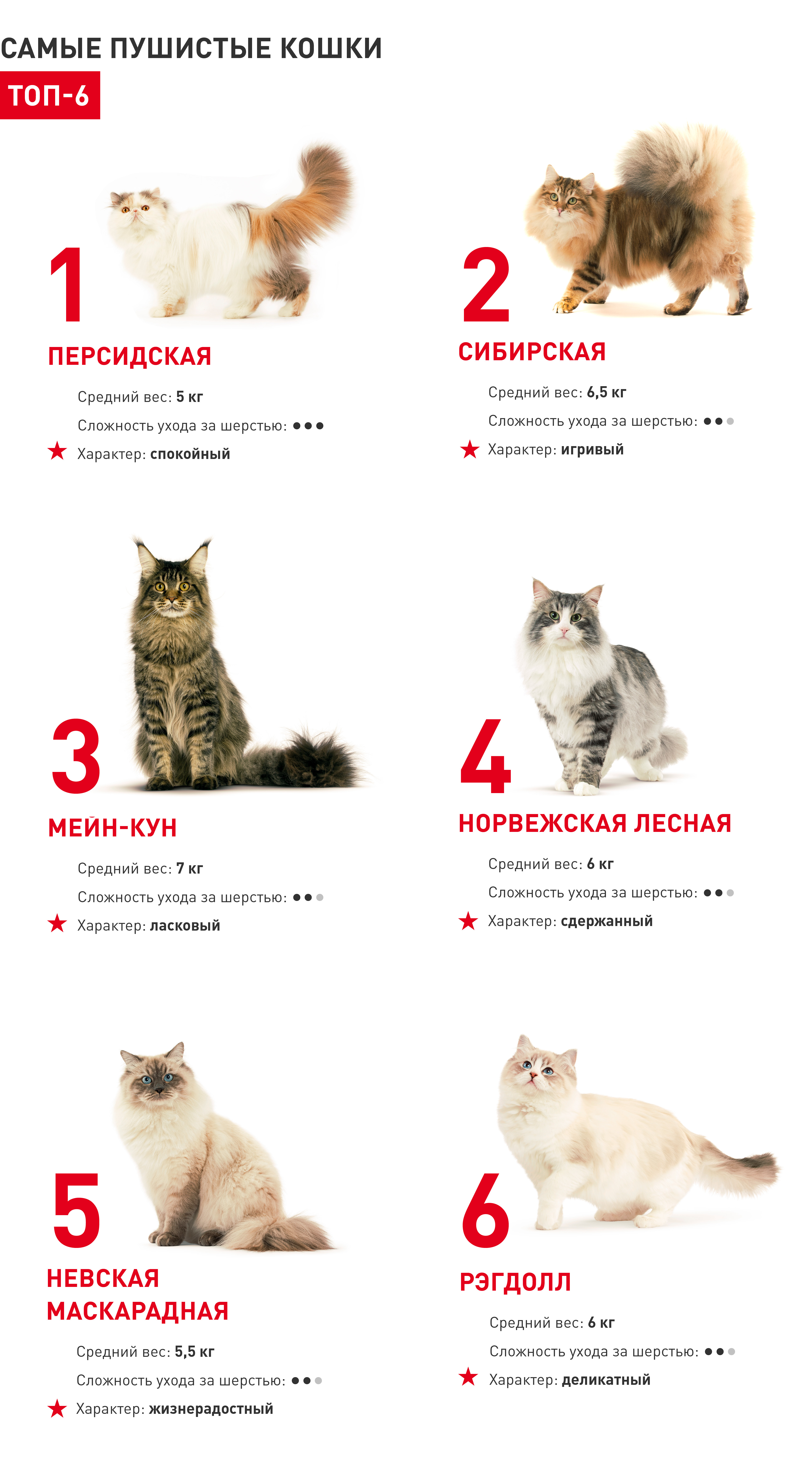 Размеры и вес кошек. Средний вес кошки. Средний вес кошки домашней. Вес обычной кошки. Средняя масса кошки.